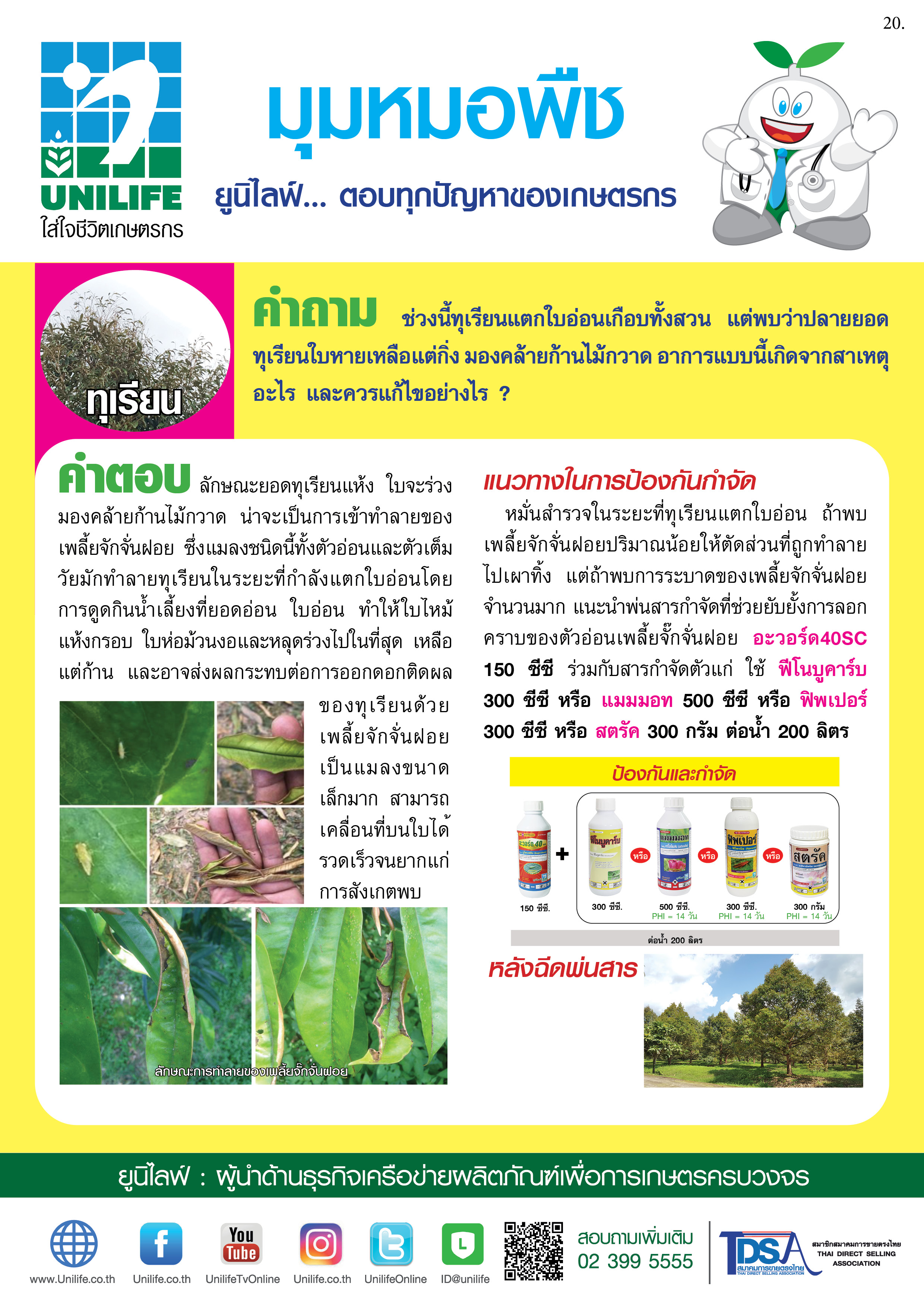 016-เพลี้ยจั๊กจั่นฝอย